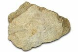 Dinosaur (Triceratops) Frill Shield Section - Montana #347965-1